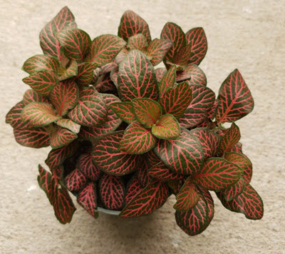 Red Fittonia